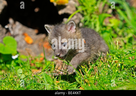 Gray Fox, Gray Fox (Urocyon cinereoargenteus), un mese vecchio cucciolo. Foto Stock