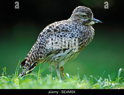 Avvistato thick-ginocchio (Burhinus capensis) Foto Stock