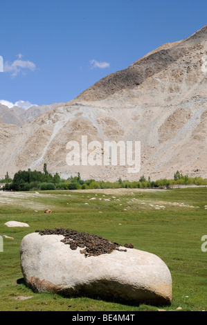 Sterco di Vacca essiccato su pietre come combustibile per riscaldamento, Trakthok, Ladakh, India, Himalaya, Asia Foto Stock