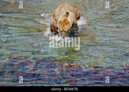 Orso bruno (orso grizzly) Ursus arctos horribilis, affondo al Salmone Sockeye, Parco Nazionale e Riserva di Katmai Foto Stock