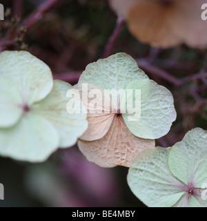 Delizioso fioritura selvatica Hydrangea Sargentiana Pianta rustica - fine art Jane-Ann fotografia fotografia Butler JABP607 Foto Stock