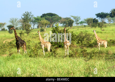 Le giraffe in Murchison Falls National Park in Uganda. Foto Stock