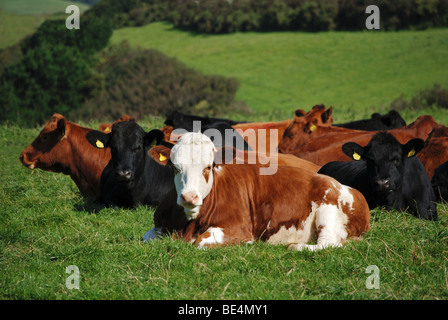 Vacche sdraiato in campo, Devon, Regno Unito Foto Stock