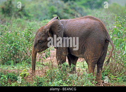 Un giovane elefante africano (Loxodonta africana), Sheldrick's l'Orfanotrofio degli Elefanti, un orfanotrofio per elefanti, Nairobi parco giochi, Kenya, Af Foto Stock