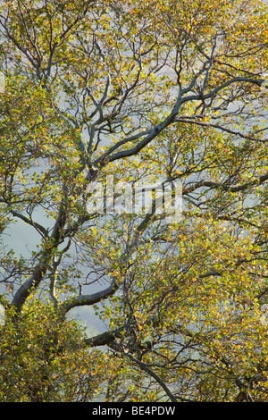 Un argento betulla (Betula pendula) tree sopra Rosedale nel North York Moors National Park, North Yorkshire, Inghilterra, Regno re Foto Stock