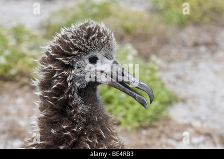 Laysan Albatross pulcino ansimando nel caldo, primo piano, sull'Atollo di Midway Foto Stock