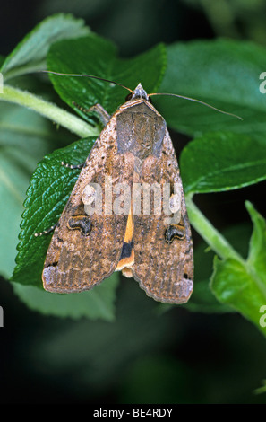 Grande giallo underwing (Noctua pronuba) Foto Stock