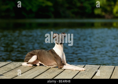 Levriero Italiano sul Dock accanto al lago Foto Stock