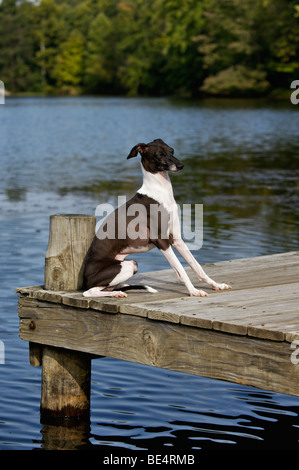 Levriero Italiano seduto sul Dock accanto al lago Foto Stock