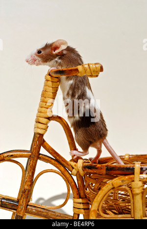 Fancy Mouse su un triciclo decorativo fatto di willow Foto Stock