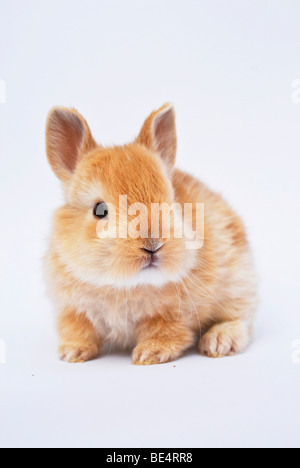 Giovani Dwarf Rabbit, 4 settimane Foto Stock