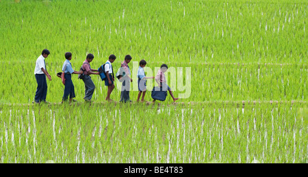 Indian School bambini passeggiate attraverso un risone a scuola. Andhra Pradesh, India. Foto Stock