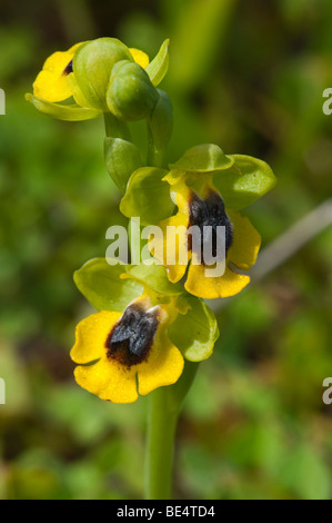 Ophrys giallo (Ophrys lutea subsp. lutea) Foto Stock