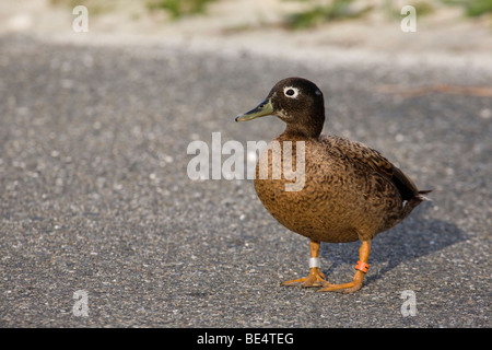 Laysan Duck maschio (Anas laysanensis) con fascia per le gambe, parte di una popolazione traslocata monitorata da USFWS su Midway Atoll. Specie criticamente minacciate Foto Stock