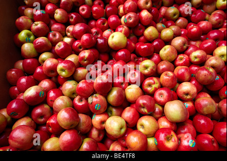 Mele fresche al mercato Foto Stock