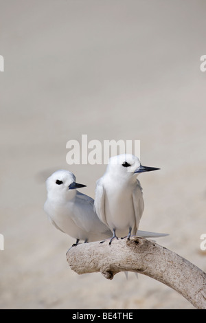 Coppia di Tern bianche che percosce su un ramo di albero nelle isole hawaiane nordoccidentali, Atollo di Midway. Gygis alba rothschildi Foto Stock