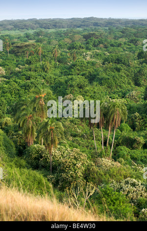 Vista attraverso la Kitabule Palude Foresta al Pelican Point in Queen Elizabeth National Park in Uganda occidentale. Foto Stock