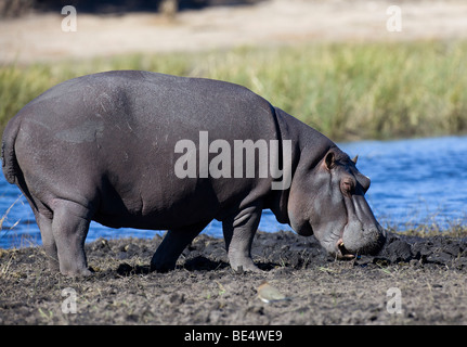 Ippopotamo (Hippopotamus amphibius) nel fiume Chobe, Chobe National Park, Botswana, Africa Foto Stock