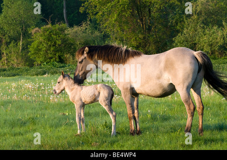 Cavalli Konik, mare e puledro, Pielach vicino a Loosdorf, Austria superiore, Europa Foto Stock