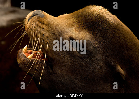 California Sea Lion Barking (Zalophus californianus) - Oregon - USA Foto Stock