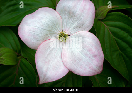 Close up sanguinello blossoms. Oregon Foto Stock