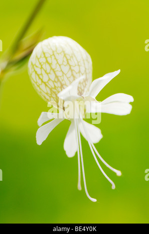 La vescica Campion (Silene vulgaris) Foto Stock