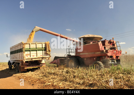 Mietitrebbia durante la mietitura di granoturco, Uberlandia, Minas Gerais, Brasile, Sud America Foto Stock
