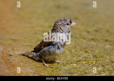 Casa passero (Passer domesticus), di balneazione Foto Stock