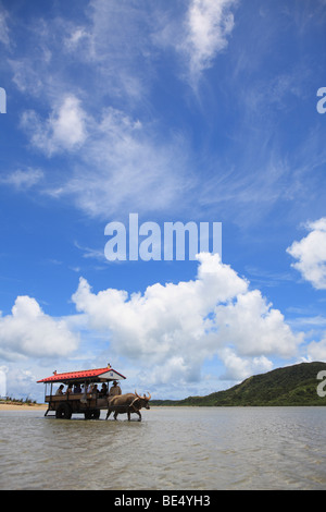 Bufalo d'acqua tirando un carrello attraverso il mare, Iriomote Isola, Yaeyama, Okinaway Prefettura, Giappone Foto Stock