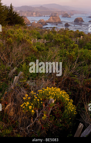 Mendocino Coast, CALIFORNIA, STATI UNITI D'AMERICA Foto Stock