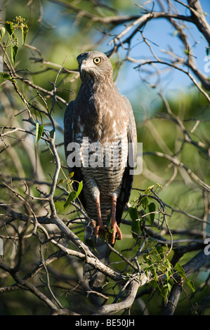 I capretti Dark Salmodiare Astore (Melierax metabates), Sabi Sands, il maggiore parco nazionale Kruger, Sud Africa Foto Stock