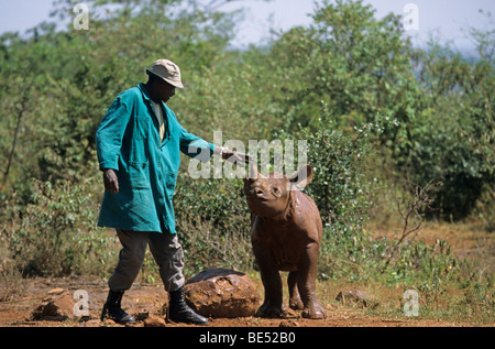 Giovani rinoceronte nero (Diceros simum) e custode, Sheldrick's l'Orfanotrofio degli Elefanti, un orfanotrofio per elefanti, gioco di Nairobi Foto Stock