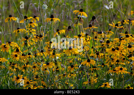 Black Eyed Susans in Cades Cove nel Parco Nazionale di Great Smoky Mountains in Tennessee Foto Stock