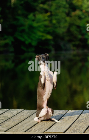 Levriero Italiano seduto e accattonaggio sul Dock accanto al lago Foto Stock