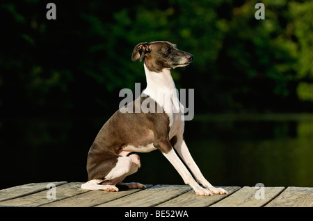 Levriero Italiano seduto sul Dock accanto al lago Foto Stock