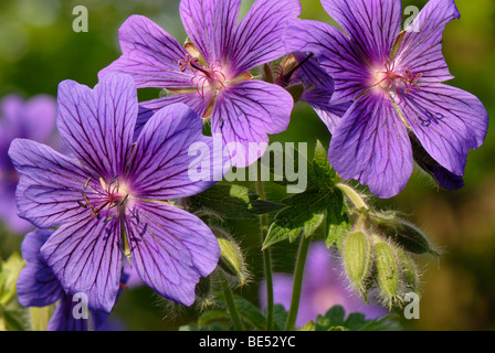 Ampio petaled Geranio (Geranio platypetalum), Fischbachau, Alta Baviera, Germania, Europa Foto Stock