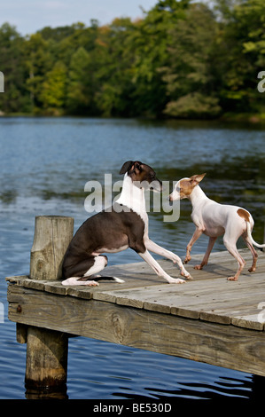 I levrieri italiani seduti sul Dock accanto al lago Foto Stock