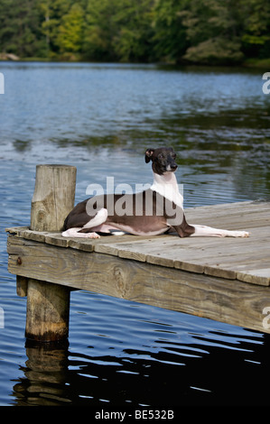 Levriero Italiano sul Dock accanto al lago Foto Stock