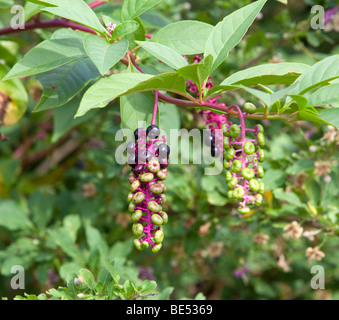 Famiglia Pokeweed Phytolaccaceae Phytolacca decandra con viola e verde bacche. Foto Stock