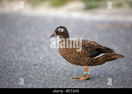 Laysan Duck femmina (Anas laysanensis) con fascia per le gambe, parte di una popolazione traslocata monitorata da USFWS, Atollo Midway. Specie criticamente minacciate Foto Stock