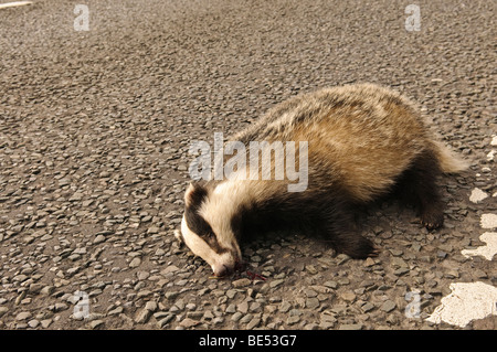 Badger morti sulla strada di un paese Foto Stock