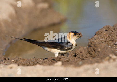 Rosso-rumped Swallow (Hirundo daurica) Foto Stock