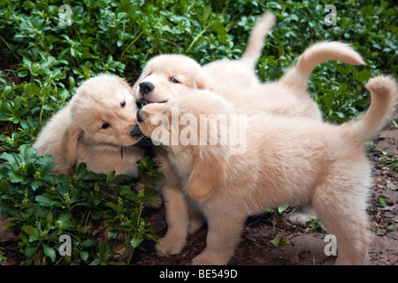 Otto settimane vecchio Golden Retriever cuccioli giocando Tug-of-War con una cinghia di nylon. Foto Stock