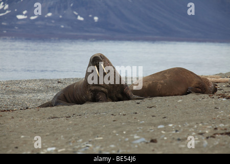 In tricheco Forlí e suono, Svalbard Foto Stock