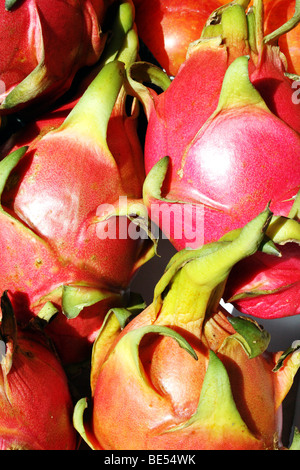 Dragon frutta Pitaya Hylocereus undatus famiglia Cactaceae conosciuta anche come la fragola pera una frutta commestibile della famiglia di cactus Foto Stock