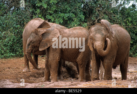 Giovane elefante africano (Loxodonta africana), Sheldrick's l'Orfanotrofio degli Elefanti, un orfanotrofio per elefanti, Nairobi parco giochi, Kenya, Afr Foto Stock