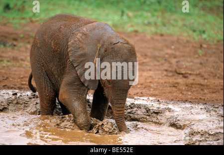 Un giovane elefante africano (Loxodonta africana), Sheldrick's l'Orfanotrofio degli Elefanti, un orfanotrofio per elefanti, Nairobi parco giochi, Kenya, Af Foto Stock