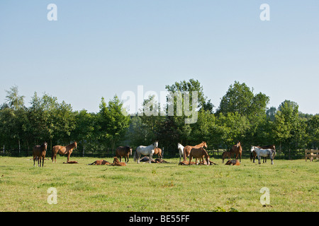 Oldenburg cavalli - allevamento sul prato Foto Stock