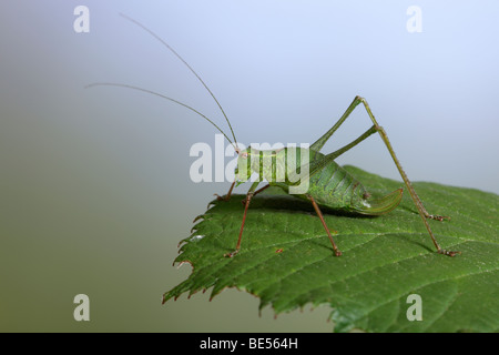 Chiazzato bush-cricket (Leptophyes punctatissima) Foto Stock