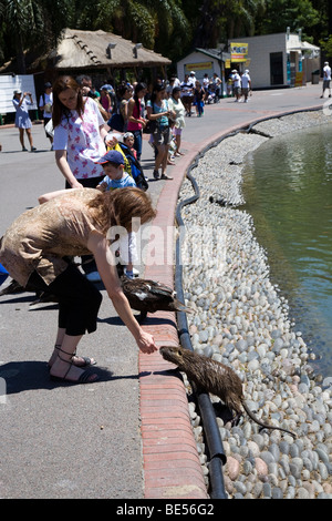 Zoo visitatore alimentazione manuale a coypu, Zoo di Buenos Aires Foto Stock